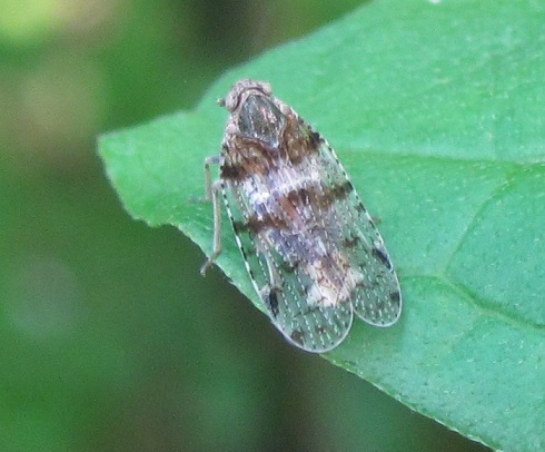 Cixius nervosus Cixiidae Piemonte